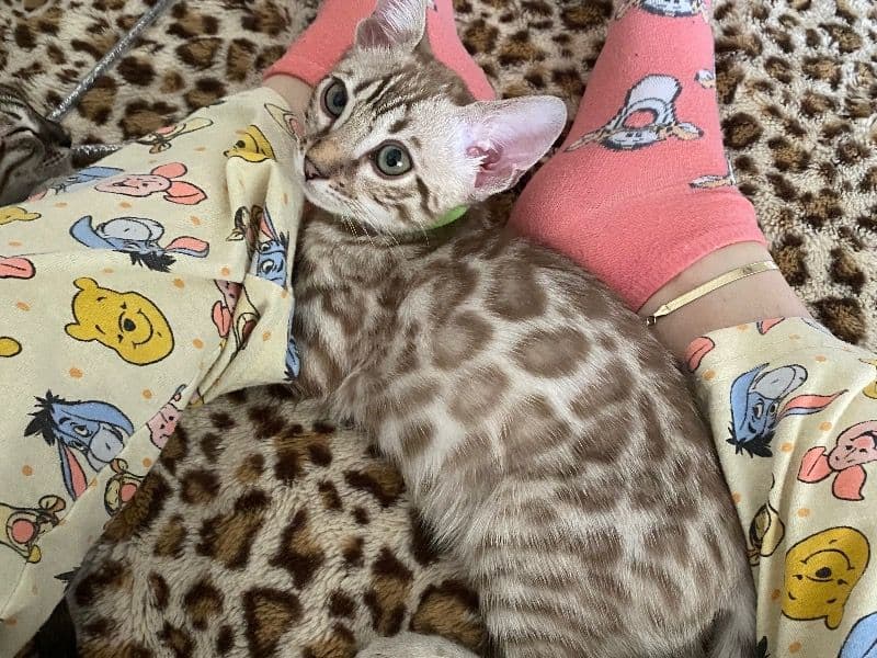 Bengal 7 months old male named Tigger for sale in Cochise County, Arizona | Petmeetly