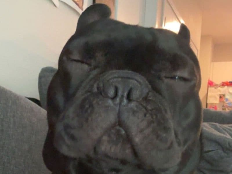 Archie primary photo