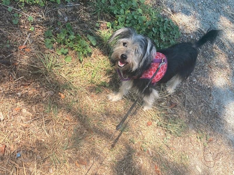 Bella primary photo
