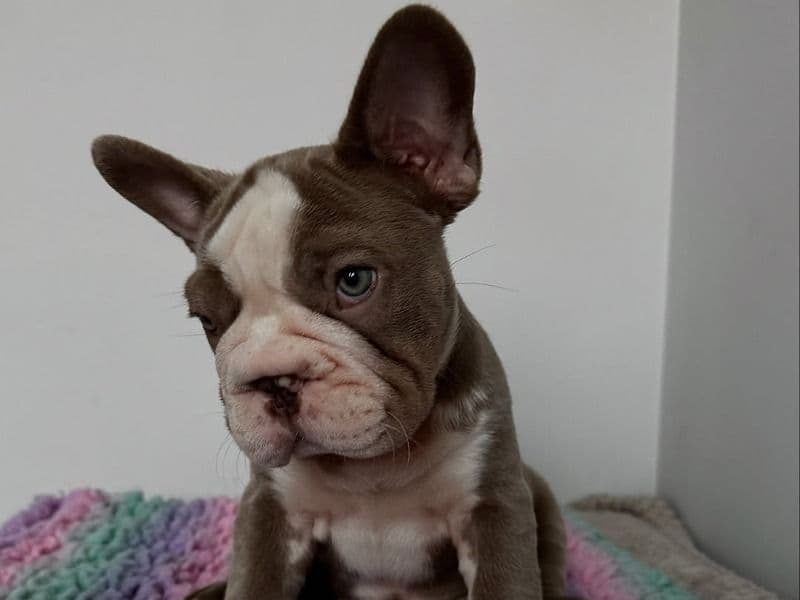 Theo primary photo