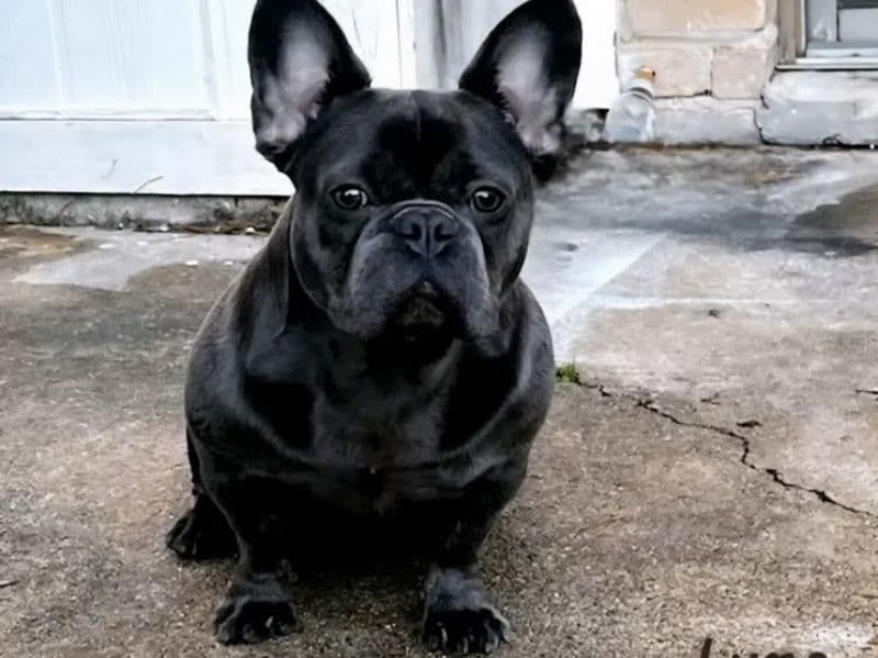 Luna primary photo