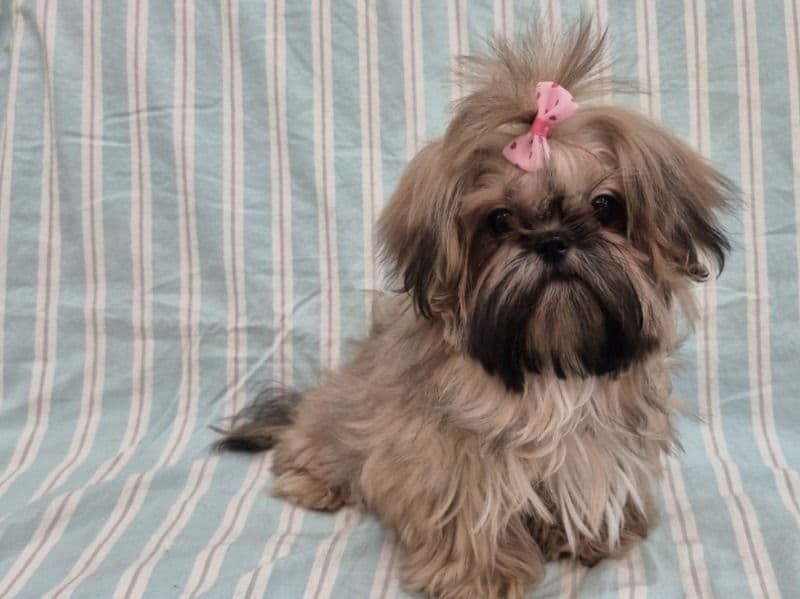 Princess primary photo