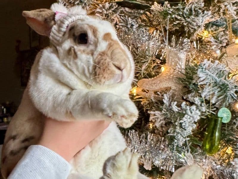 Rex 5 years 2 months old female named Bexley for adoption in Douglas County, Colorado | Petmeetly