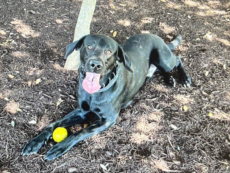 Max primary photo