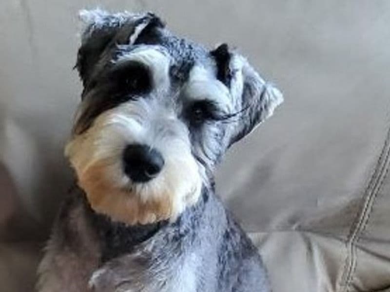 Opie primary photo