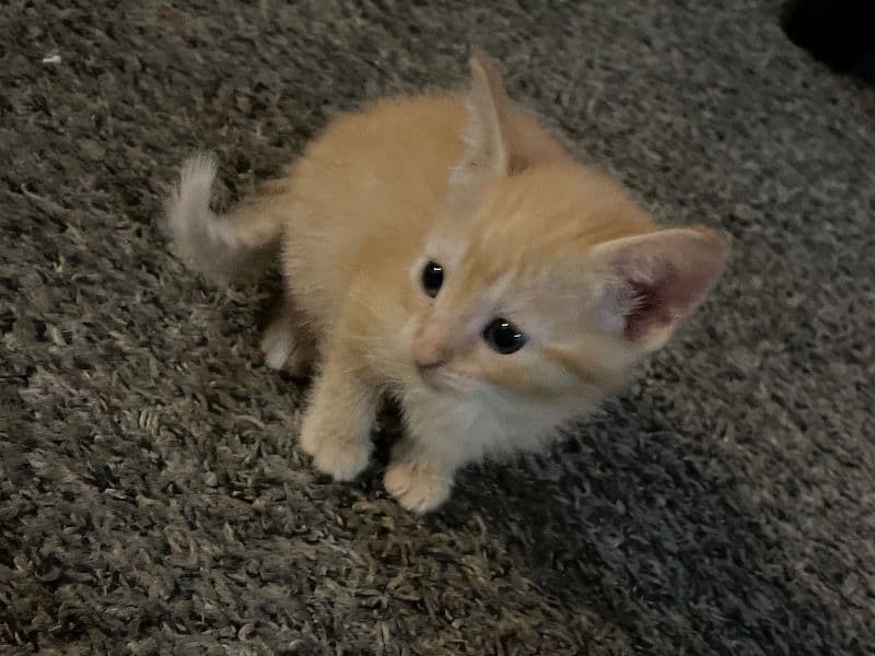 Tiny primary photo