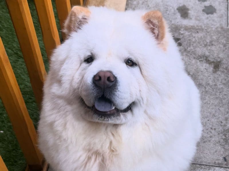 Nala primary photo
