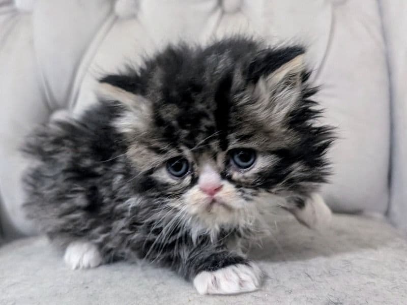 Kitten 3 primary photo