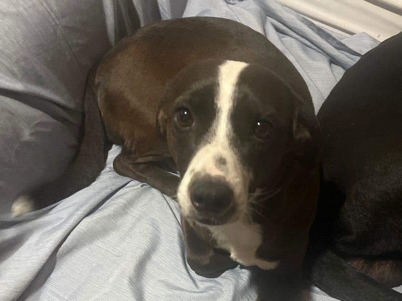 Chihuahua 2 years old female small named Fefe for adoption in Laurens County, Georgia | Petmeetly