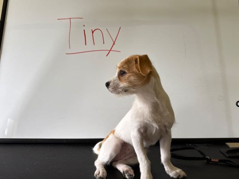 Tiny primary photo
