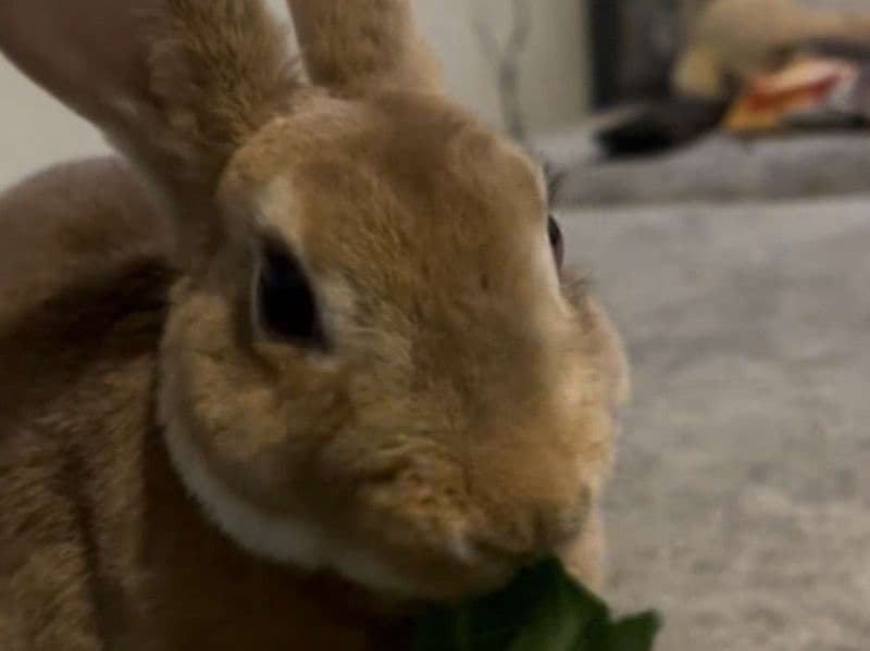 Biscuit primary photo