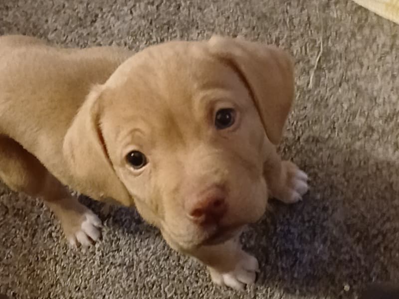 Rednose Pitbull Terrier 1 year 1 month old female large named Diamond for sale in Ripley County, Indiana | Petmeetly