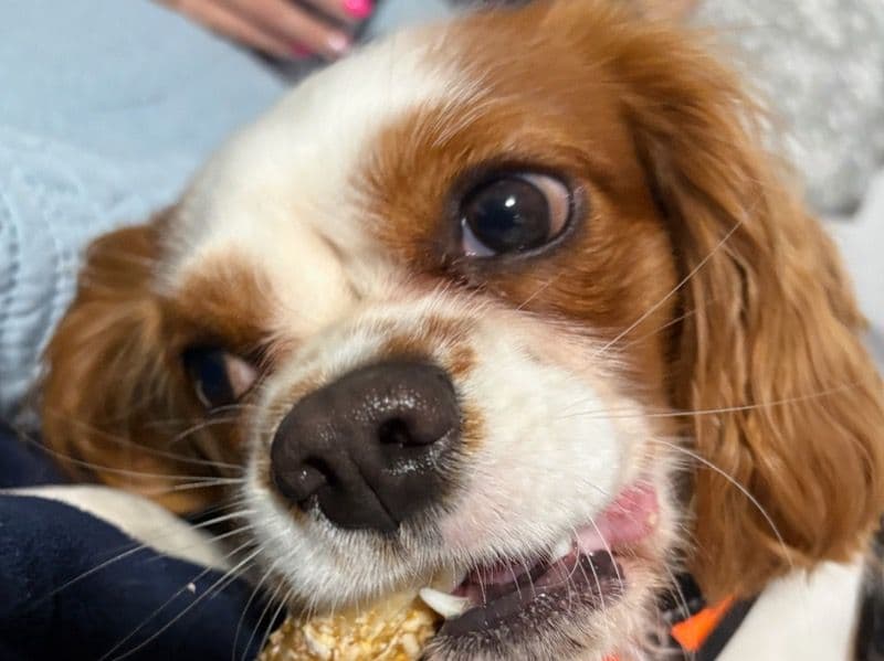Buster primary photo