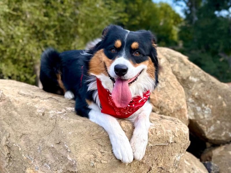 Bandit primary photo