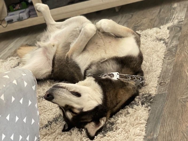 German Shepherd 8 years old male large named Cairo for adoption in Contra Costa County, California | Petmeetly