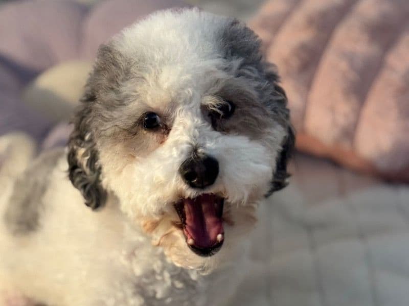 Rosie primary photo