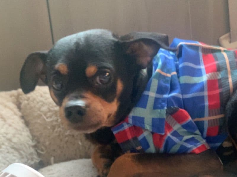 Toby primary photo