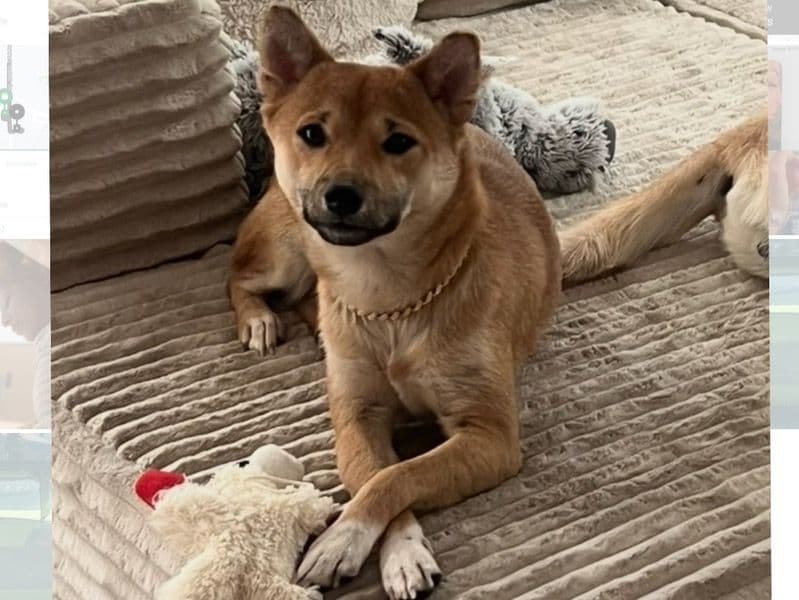 Suki primary photo