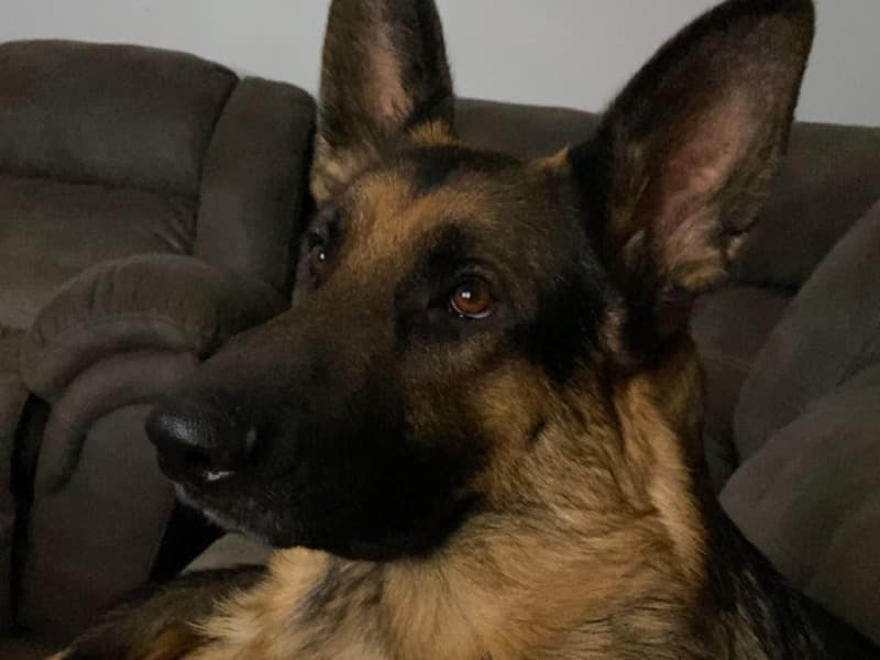Koda primary photo