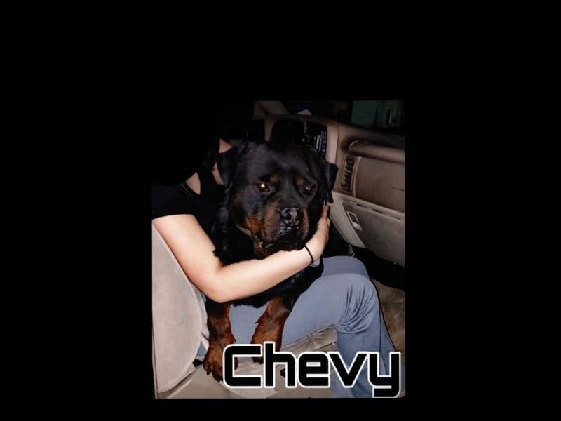 Chevy primary photo