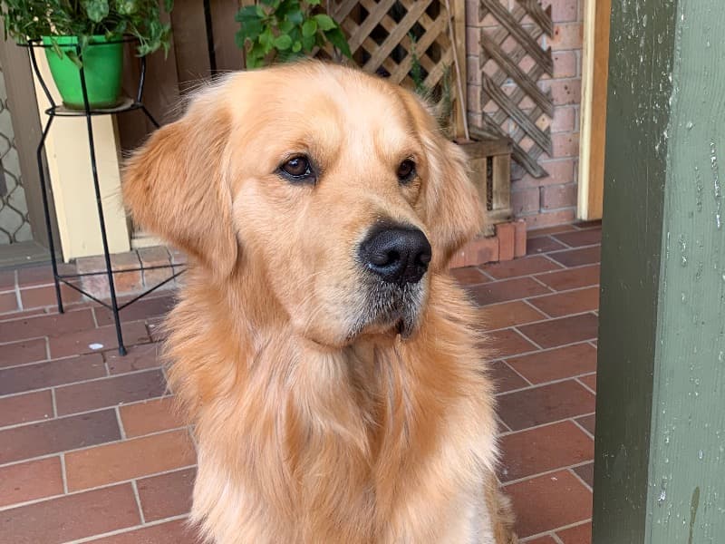Golden Retriever 6 years 7 months old male medium named Juno for breeding in The Hills Shire, New South Wales | Petmeetly