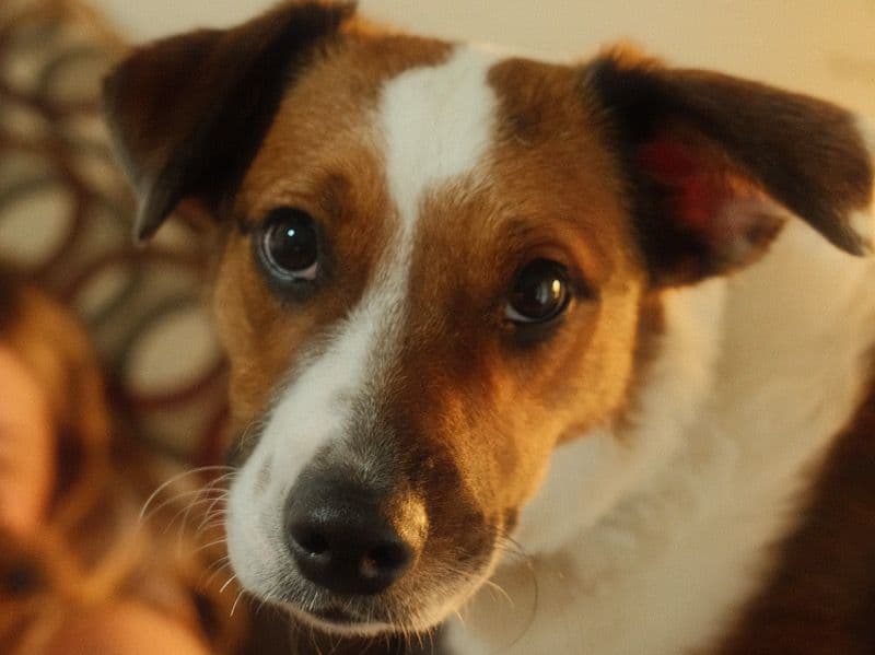 Aussiedoodle 1 year 7 months old male medium named Enzo for sale in Montgomery County, Texas | Petmeetly