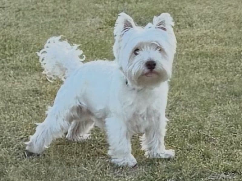 Oscar primary photo