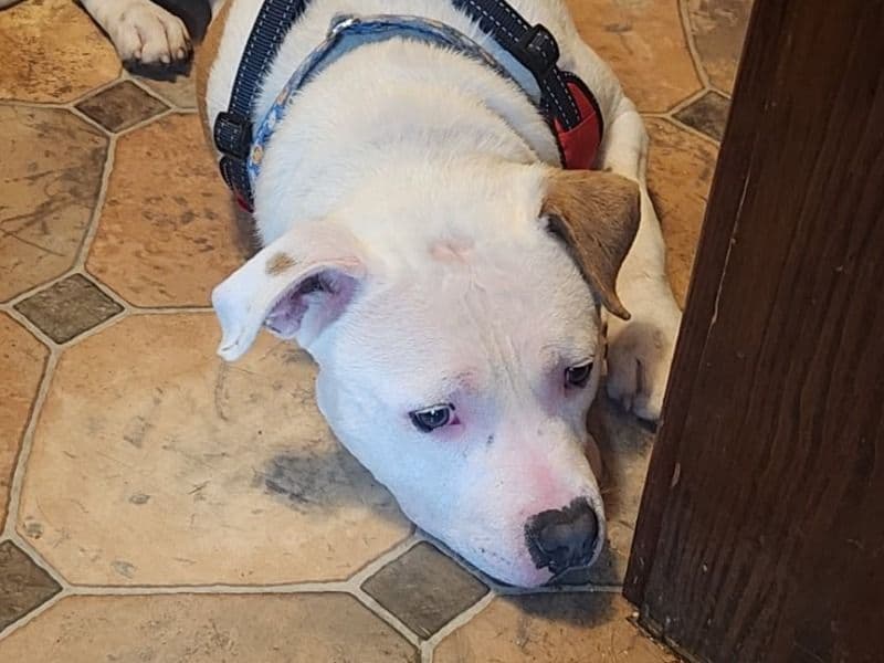 American PitBull Terrier 2 years 5 months old male large named Remi for adoption in Columbiana County, Ohio | Petmeetly