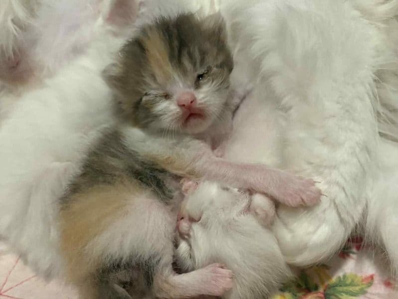 Kittens primary photo