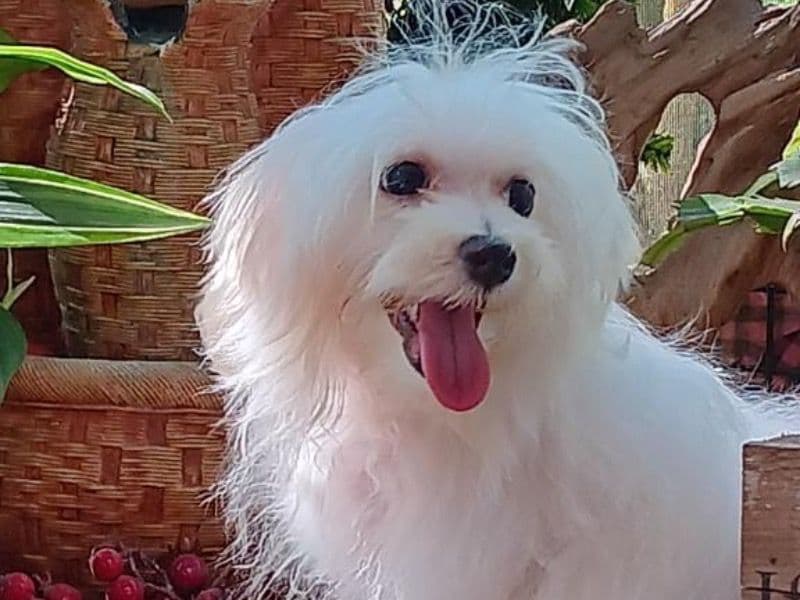 Maltese Shih Tzu 5 months old male small named Mikey for sale in Boone County, Missouri | Petmeetly