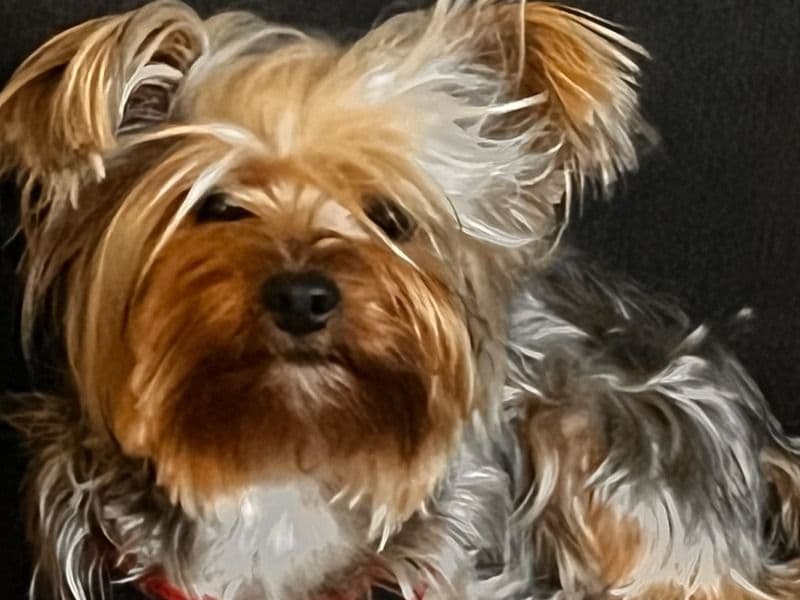 Yorkshire Terrier 2 years 7 months old male small named Romeo for breeding in Cumberland County, Pennsylvania | Petmeetly