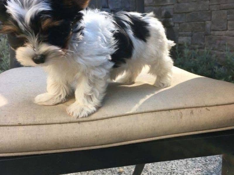 Teacup Yorkshire Terrier 1 year 5 months old male medium named Karen for sale | Petmeetly