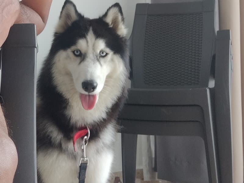 Loki primary photo