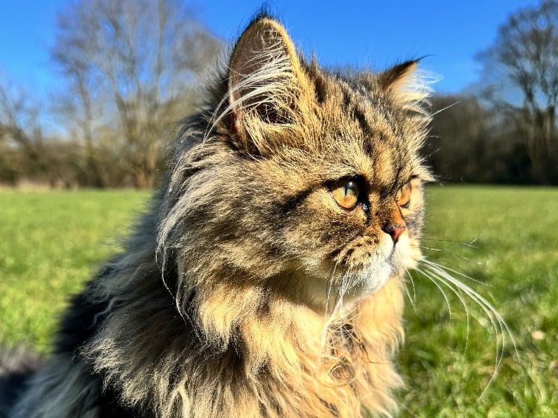 Persian 1 year 3 months old male named Salem for breeding in Essex, England | Petmeetly