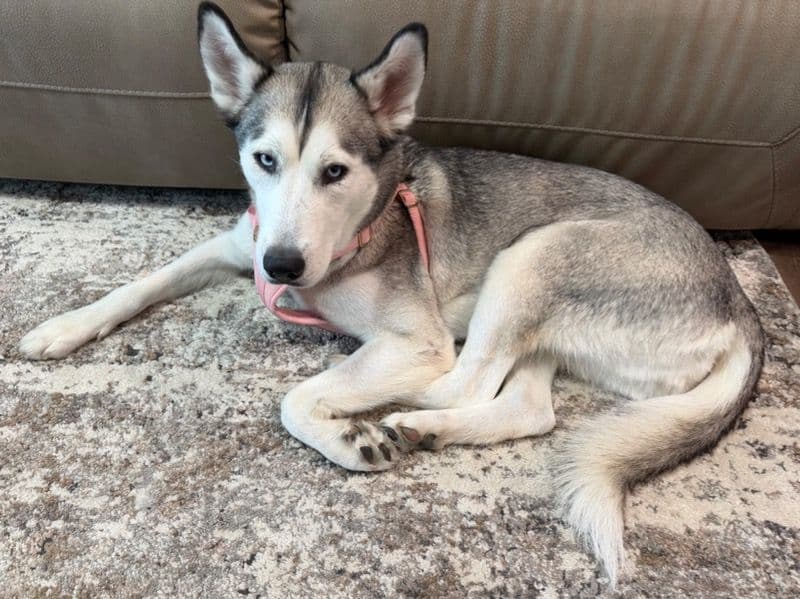Siberian Husky 2 years old female medium named Maya for adoption in Salt Lake County, Utah | Petmeetly