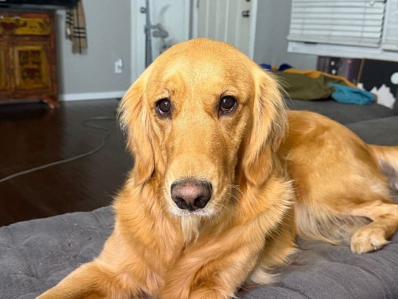 Luna primary photo