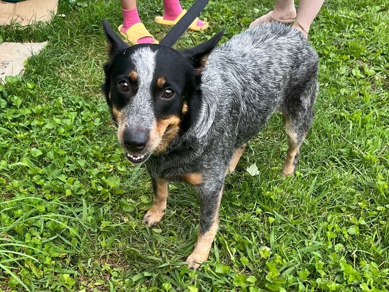 Harley primary photo