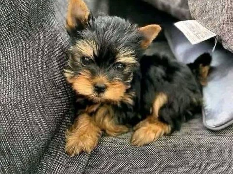 Yorkie primary photo