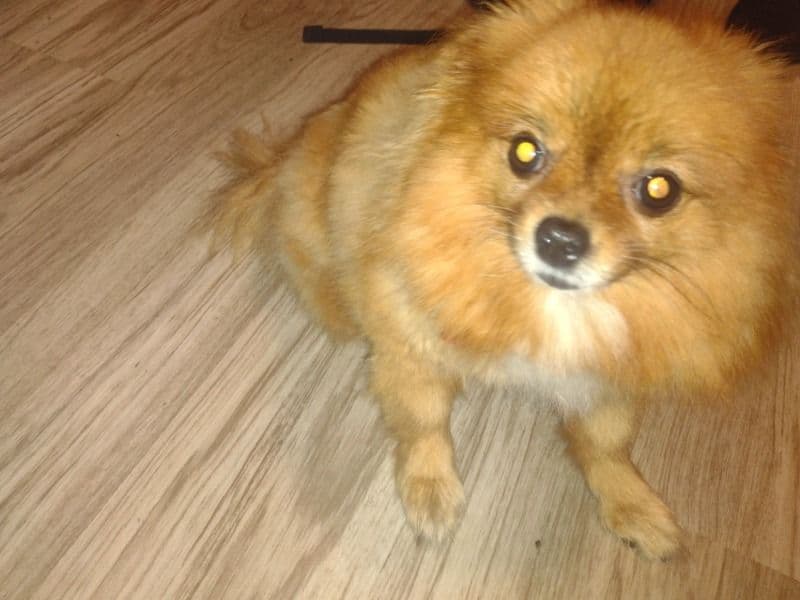 Foxy primary photo