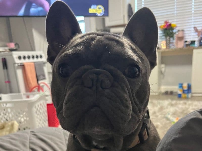 Louie primary photo