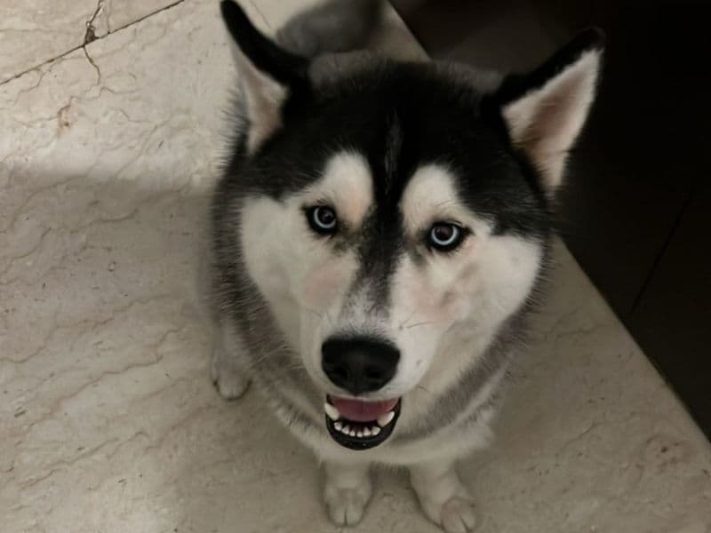 Roku primary photo