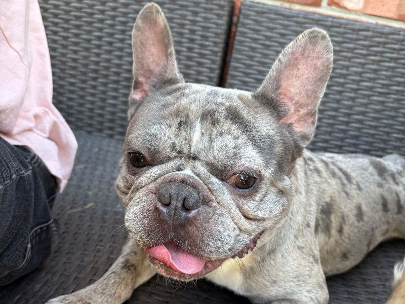 Frankie primary photo
