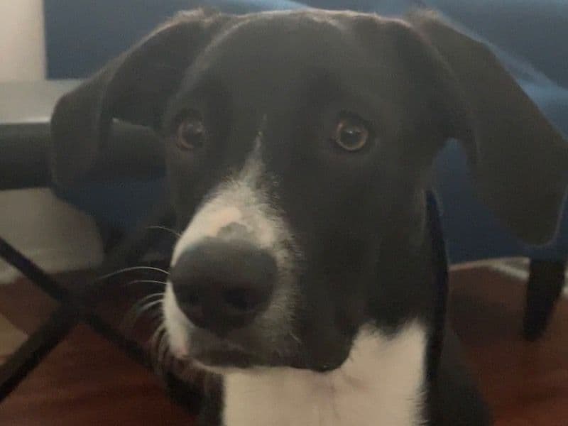 Frankie primary photo
