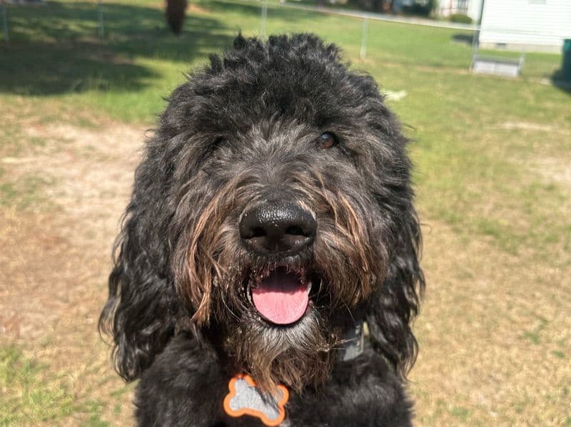 Rockie primary photo