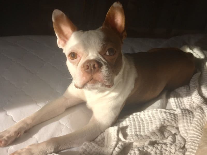 Champ primary photo