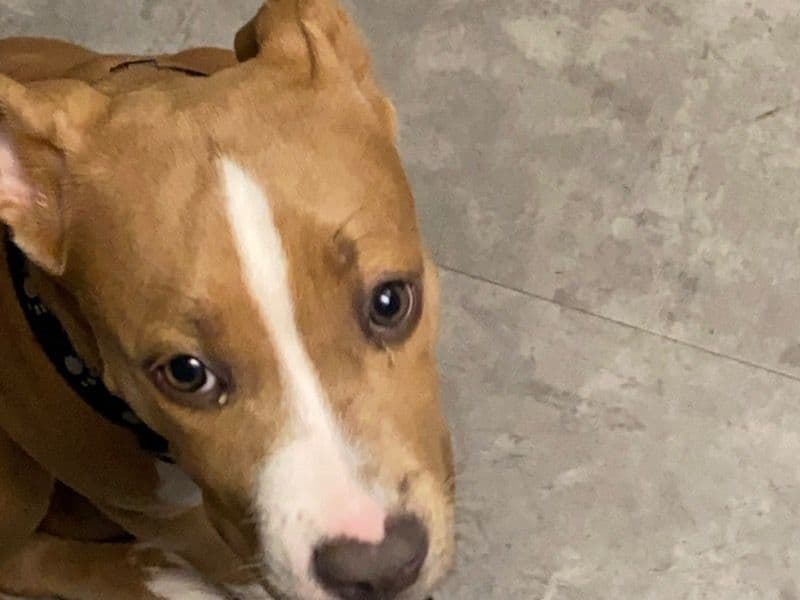 Rednose Pitbull Terrier 1 year old male medium named Lucky for sale in Lake County, Indiana | Petmeetly