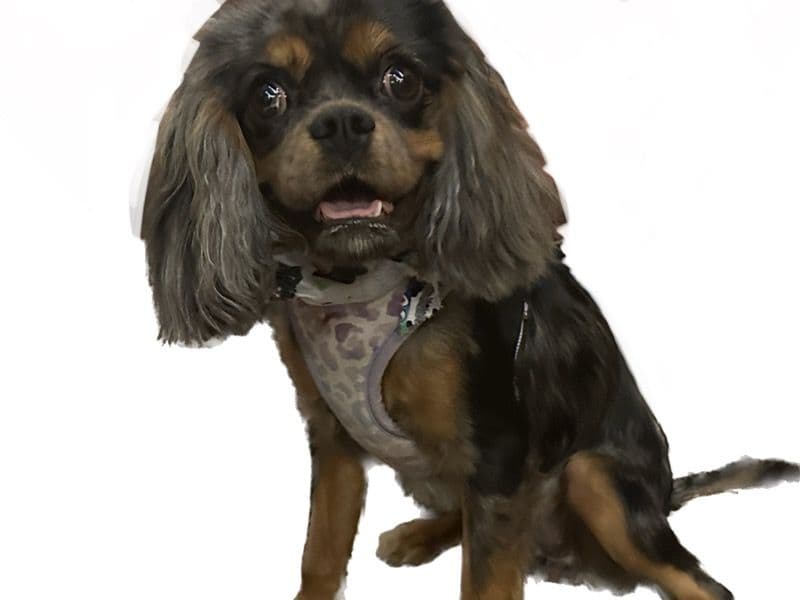 Nala primary photo