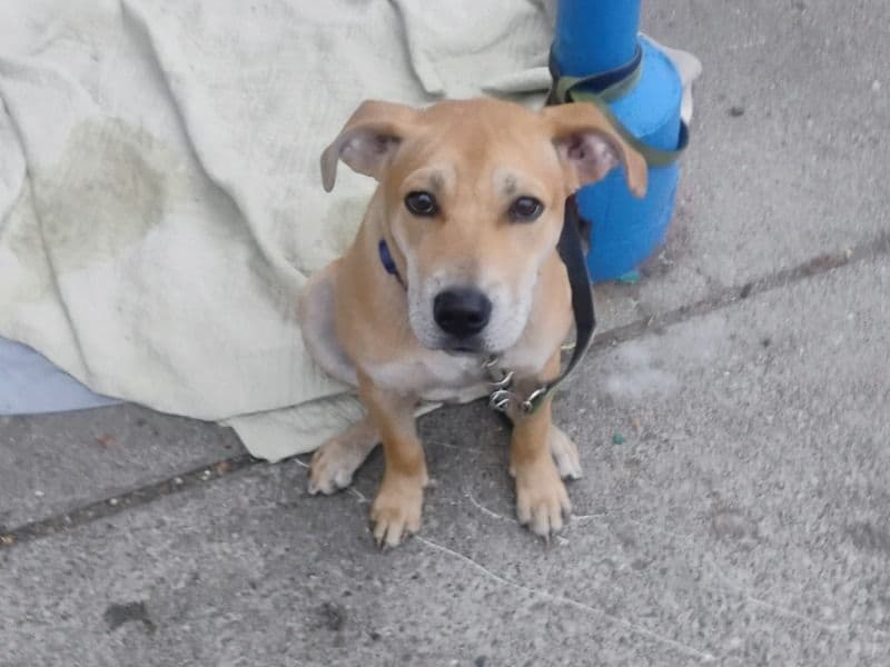 Golden Retriever 3 years old male medium named Handsome Boy for breeding in Genesee County, Michigan | Petmeetly