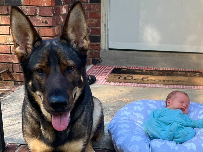 German Shepherd 4 years 9 months old female large named Bandit for breeding in Richland County, South Carolina | Petmeetly