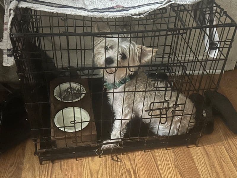 Chihuahua 1 year 4 months old male small named Milo for sale in Hartford County, Connecticut | Petmeetly